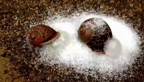 蜗牛遇到盐真的会化成水吗-盐可以消灭蜗牛吗2