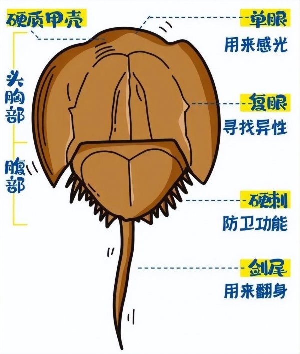鲎是什么东西-鲎是什么样的3