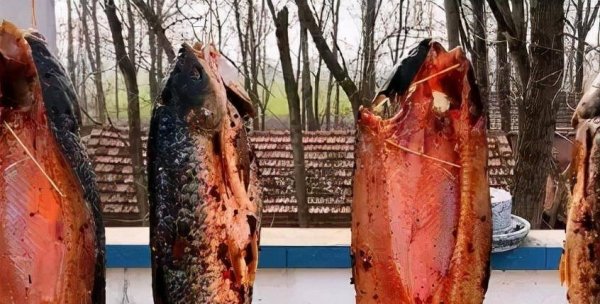 腊鱼怎样腌制才不会臭-腊鱼腌制方法1