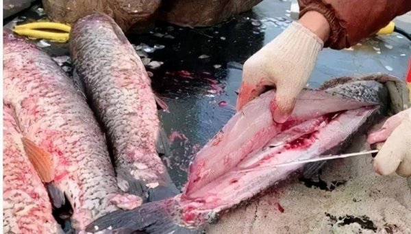 腊鱼怎样腌制才不会臭-腊鱼腌制方法5