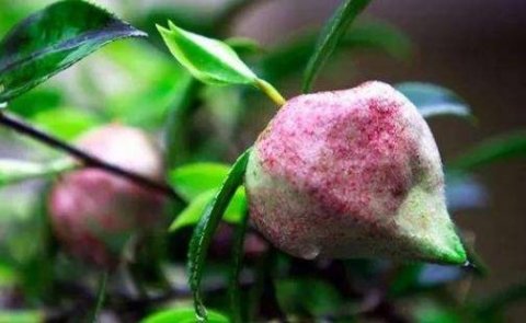 茶桃是什么桃-茶桃的功效和作用1