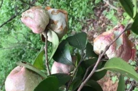 茶桃是什么桃-茶桃的功效和作用2