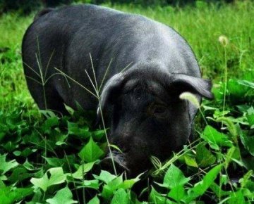 香猪肉和黑猪肉的区别-吃黑猪肉的好处2
