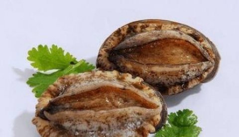 鲍鱼几头是什么意思-鲍鱼...