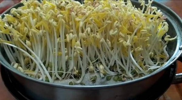 在家怎样发豆芽-发豆芽最简单的方法1