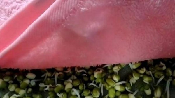 在家怎样发豆芽-发豆芽最简单的方法6