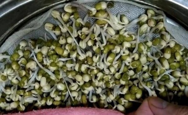 在家怎样发豆芽-发豆芽最简单的方法8