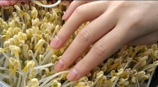 在家怎样发豆芽-发豆芽最简单的方法9