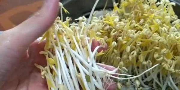 在家怎样发豆芽-发豆芽最简单的方法10