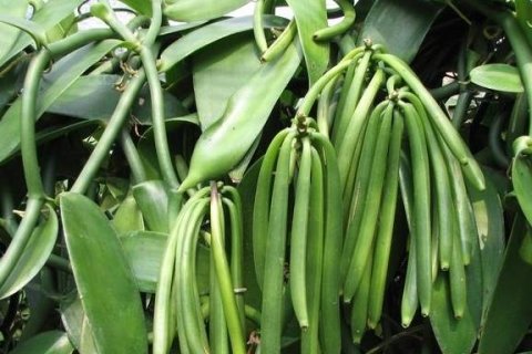 香荚兰为什么这么贵-香荚兰种植3
