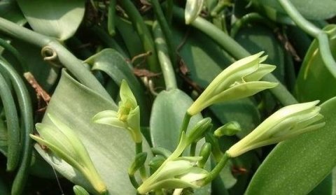 香荚兰为什么这么贵-香荚兰种植4