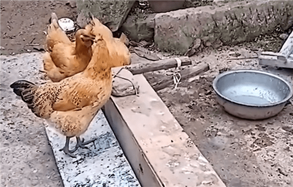喂鸡神器是如何制作的-制...