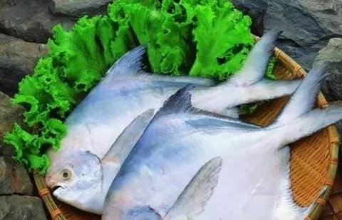 鲳鱼怎么红烧-红烧鲳鱼的做法2