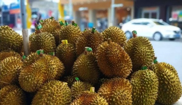 榴莲为什么那么贵-榴莲能大规模种植吗2
