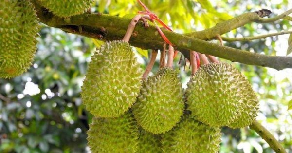 榴莲为什么那么贵-榴莲能大规模种植吗3