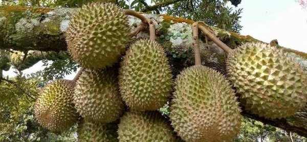 榴莲为什么那么贵-榴莲能大规模种植吗4