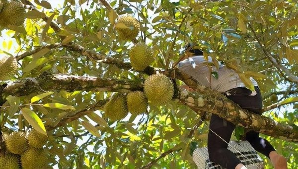 榴莲为什么那么贵-榴莲能大规模种植吗5