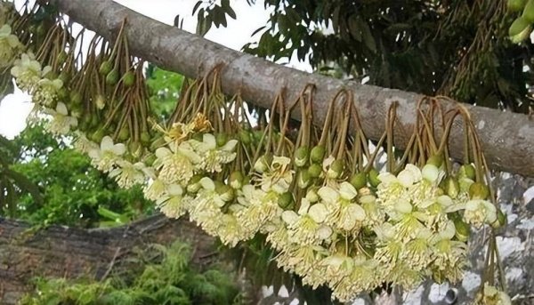榴莲为什么那么贵-榴莲能大规模种植吗7