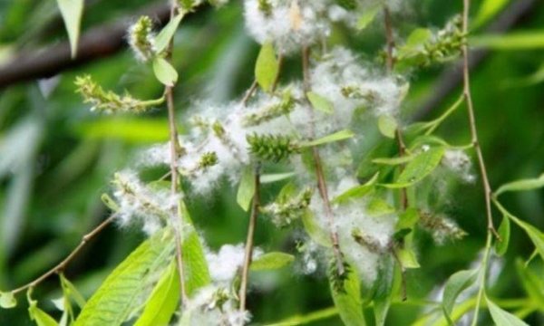 过敏季节吃什么好-适合过敏吃的食物1