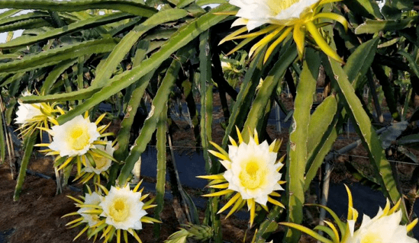 火龙果的花可以吃吗-火龙果花食用方法2