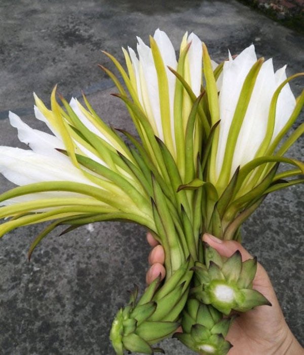 火龙果的花可以吃吗-火龙...