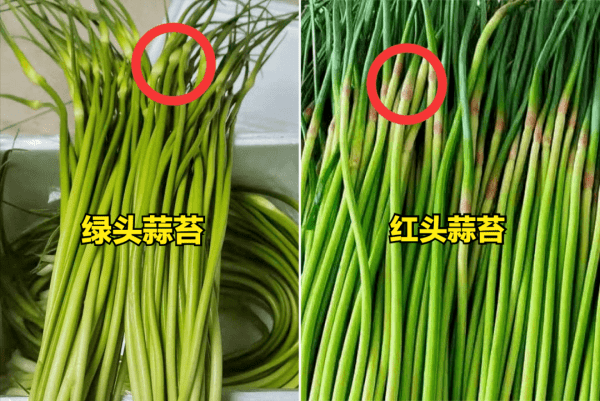 蒜苔红头和绿头有什么区别-挑选蒜苔的方法2