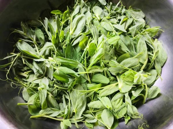豌豆尖怎么做好吃-豌豆尖的做法2