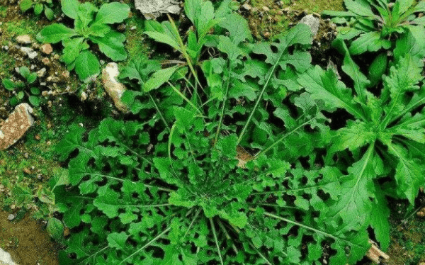 怎么挑选荠菜-荠菜饺子馅怎么做好吃2