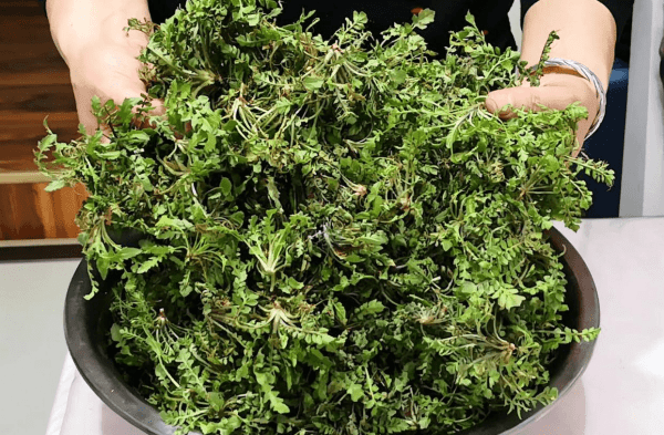 怎么挑选荠菜-荠菜饺子馅怎么做好吃4