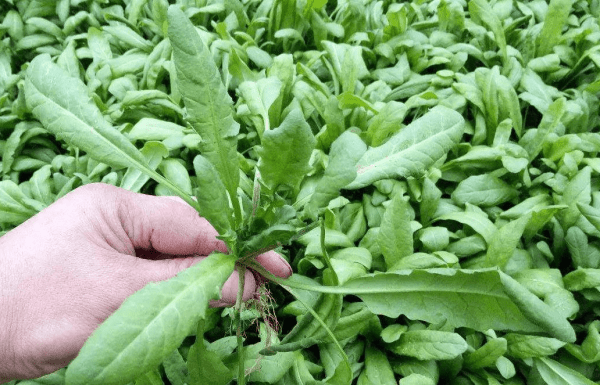 怎么挑选荠菜-荠菜饺子馅怎么做好吃5