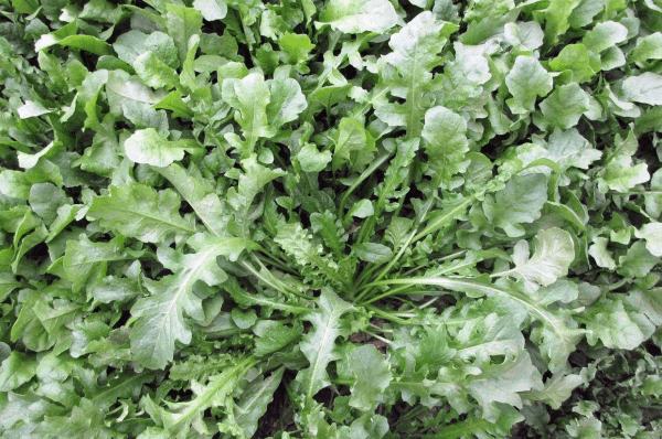怎么挑选荠菜-荠菜饺子馅怎么做好吃6