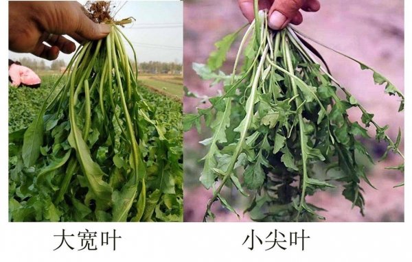 怎么挑选荠菜-荠菜饺子馅怎么做好吃7