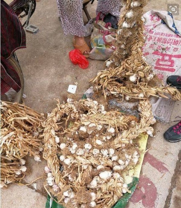 大蒜可以晒干保存吗-大蒜如何储存最好3