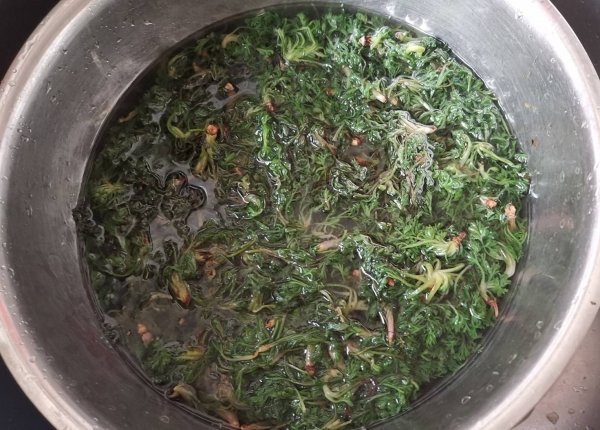 地里长出的抗生素是什么-白蒿的做法和功效3