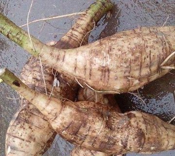 吃什么能排出肝毒-肝不好的人吃什么食物比较好1
