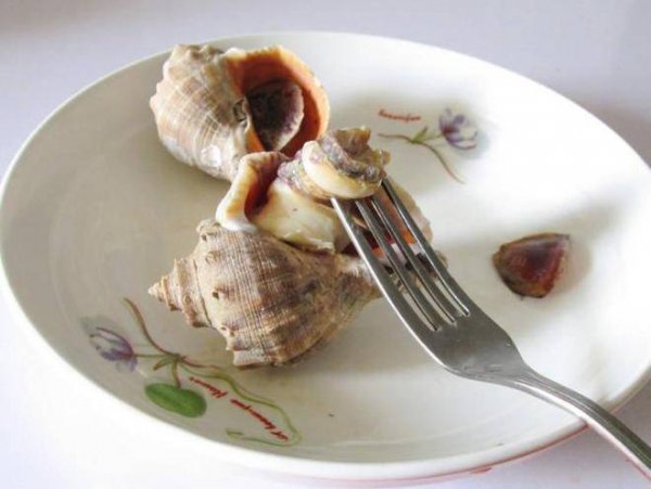 海螺肉怎么做好吃-温拌海螺肉的做法4