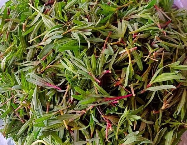 山麻楂菜几月份采摘-山麻...