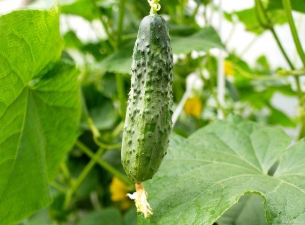 农村房前屋后不允许种菜-...