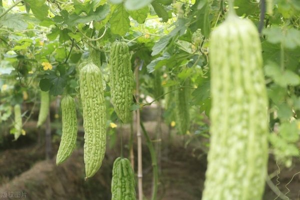吃什么蔬菜可以保护眼睛-预防近视吃什么好3
