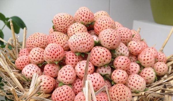 高档自助餐怎么吃划算-吃...