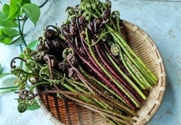蒜蓉炒猴腿菜怎么做-猴腿菜的功效与作用和做法1
