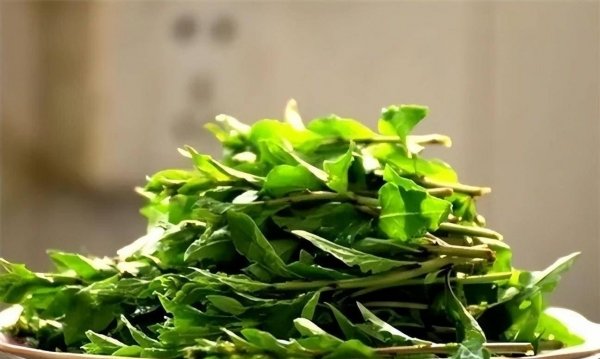 小满节气吃什么养生-小满节气的饮食养生5