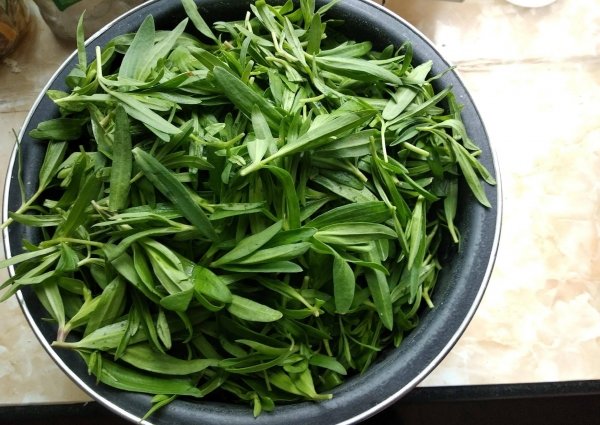 小满气节能吃的山野菜有哪些-小满吃野菜8