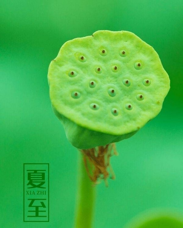夏至吃什么-夏至的美食有哪些1