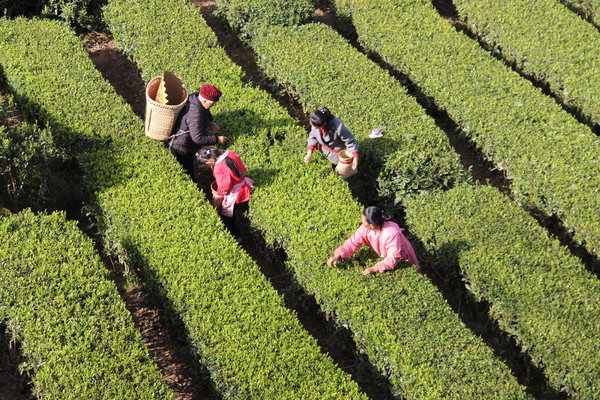 湖北星斗云茗茶业打造生态有机茶园基地2