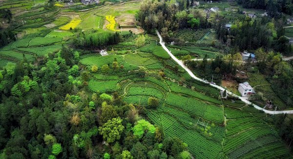 湖北星斗云茗茶业打造生态有机茶园基地4