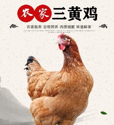 三黄鸡是什么鸡？