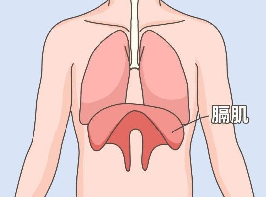 膈肌