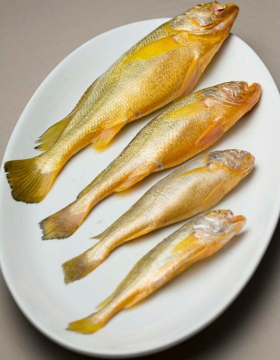 小黄鱼