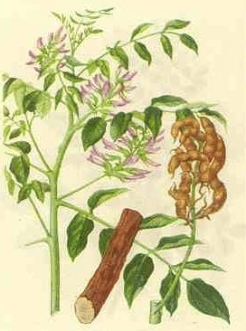 《本草纲目》草部：甘草